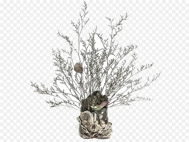 ����ƿ��-������