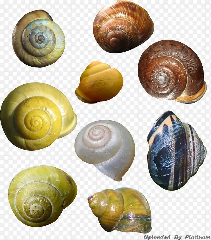 ʵ����˿-������