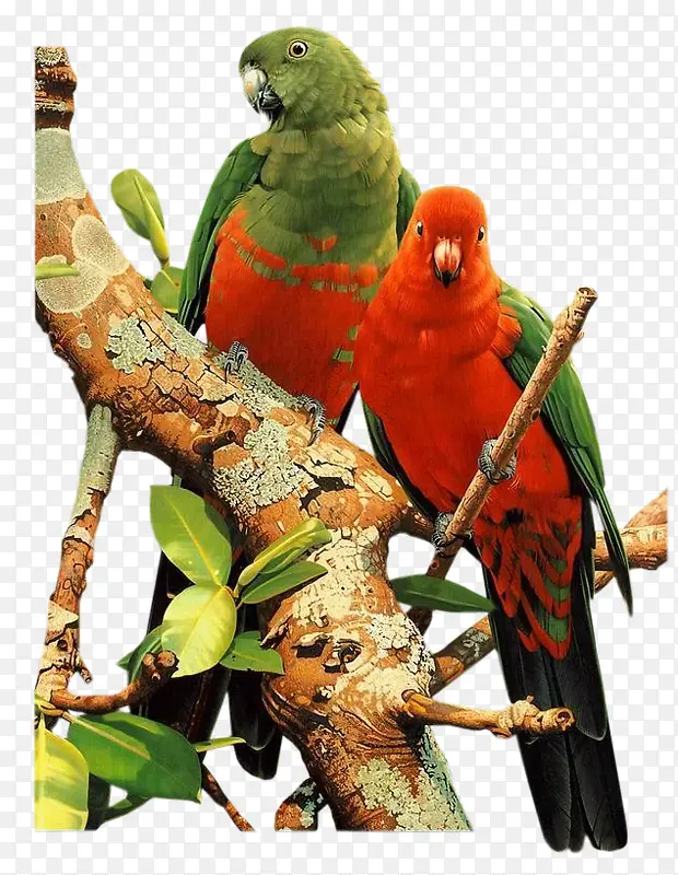 ֦ͷ����-������