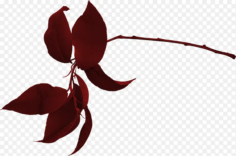 Ư��֦Ҷ-������