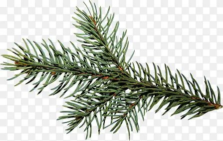 ��ɫƯ��֦Ҷ-������