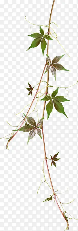 ��֦��Ҷ-������