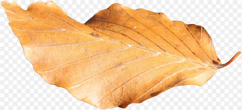 ��ɫƯ����Ҷ-������