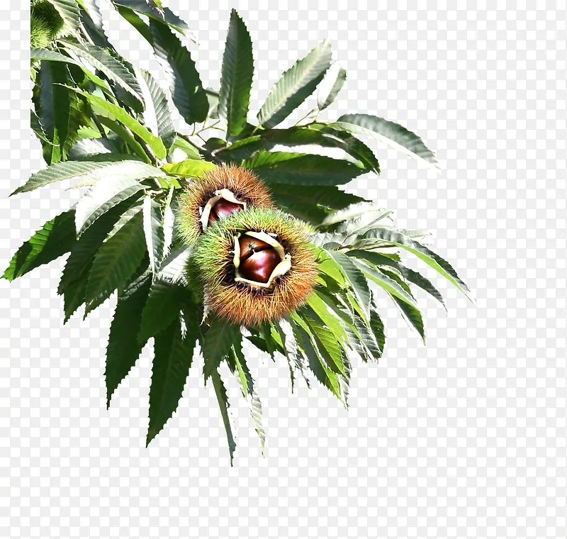 ��ɫֲ��������羰-������