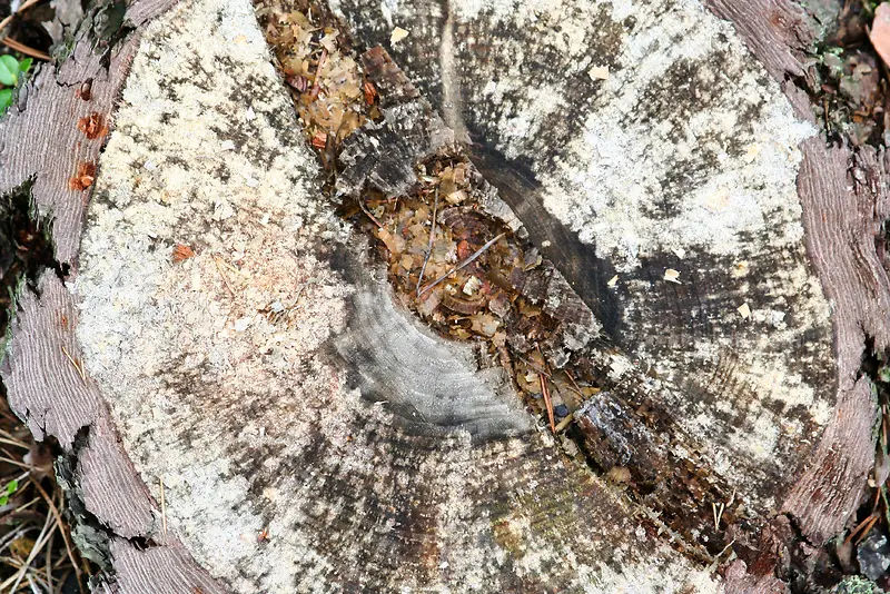 ��׮��Ӱ-������