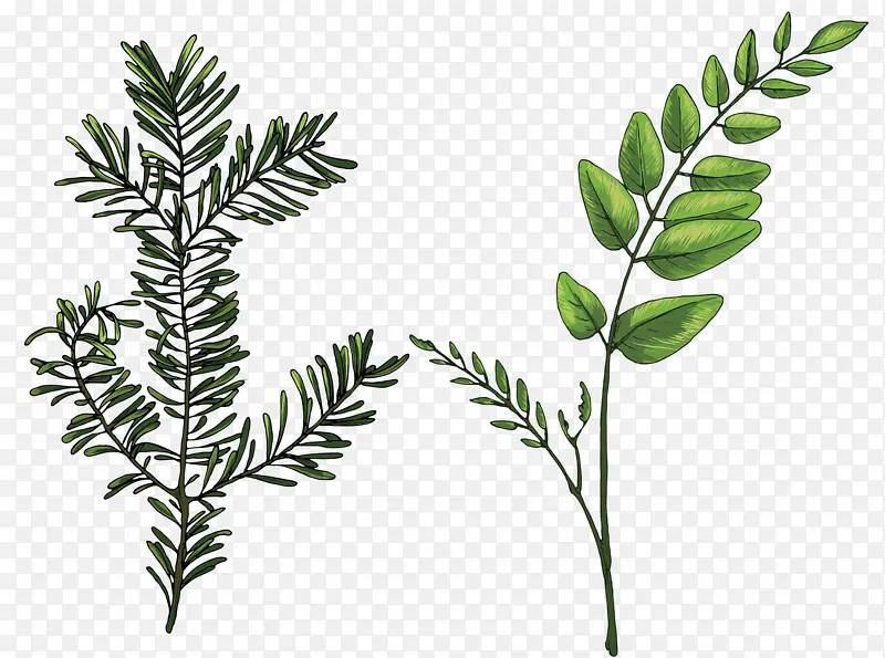 ��ͨ��Ҷ-������