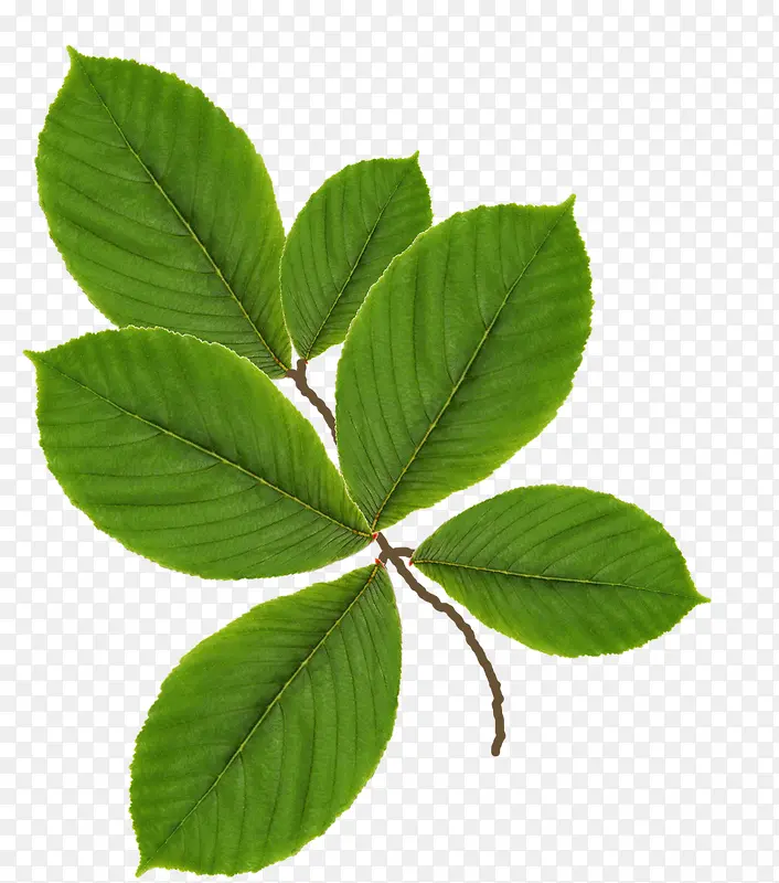 ��ɫ��Ҷ��֦-������