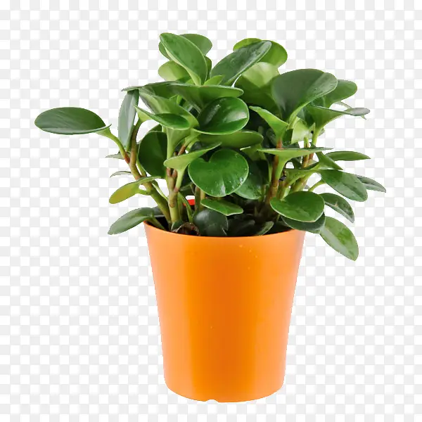 ���Է羰���ز�-������