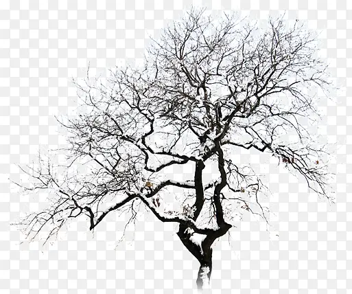 ������Ӱѩ����ľ-������