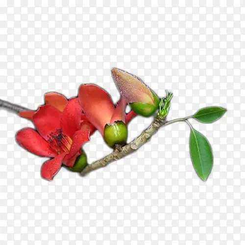 ��ɫľ�޻�����Ҷ-������