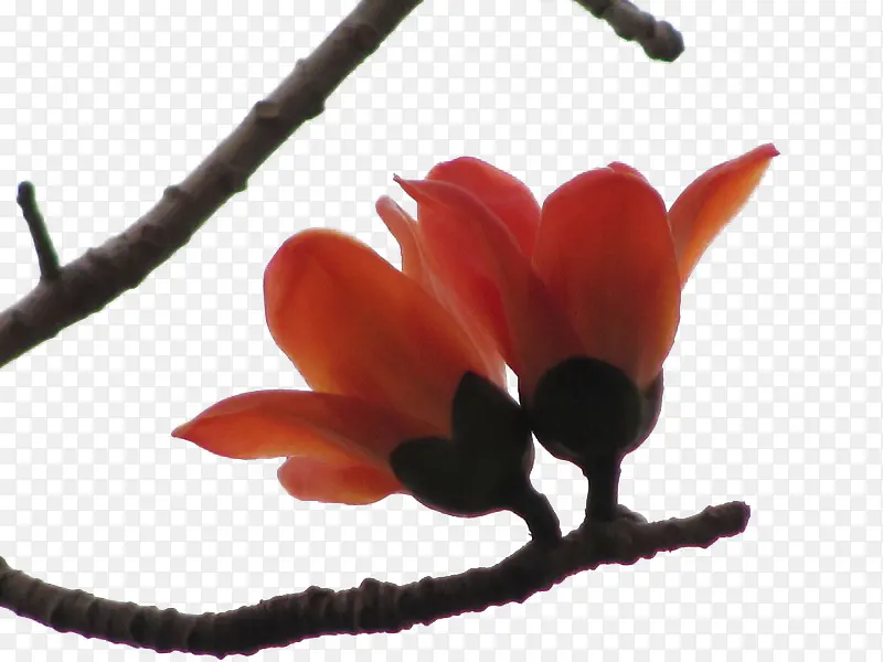 �����ɫľ�޻�-������