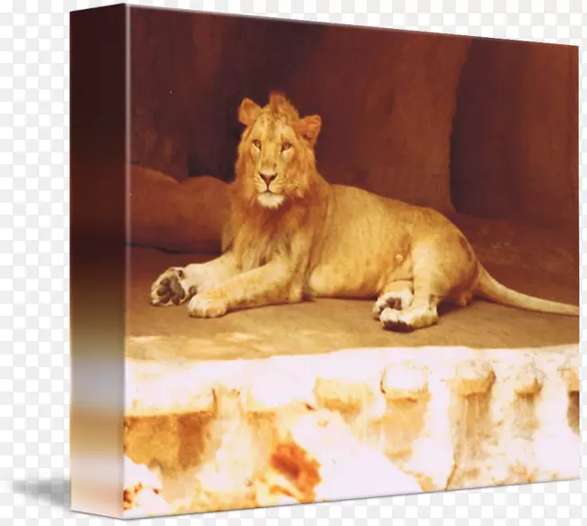 è�ƺ���ʳ��Ұ������-��ʨ-������