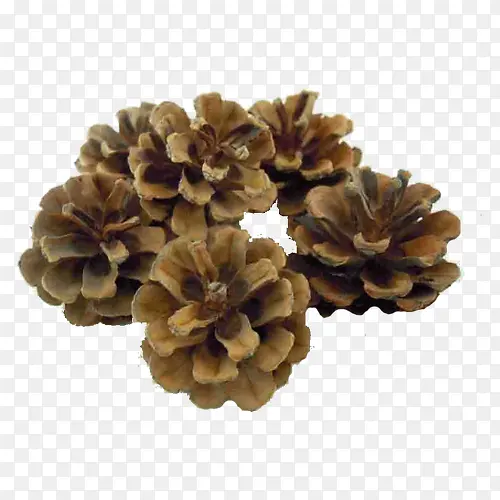 ��ɫ����-������