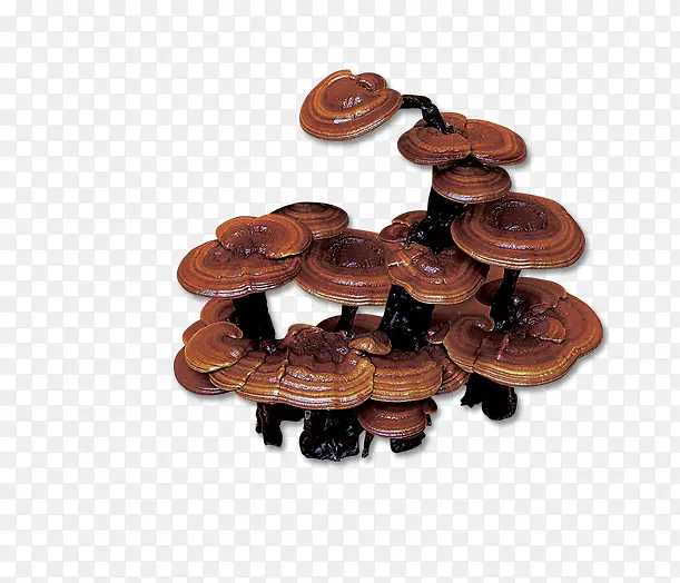 ������֥-������