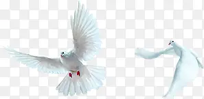 ������Ӱ�ʵ�ĺ�ƽ��-������