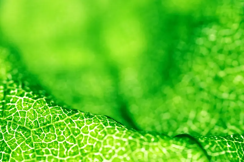 ����Ҷ������-������