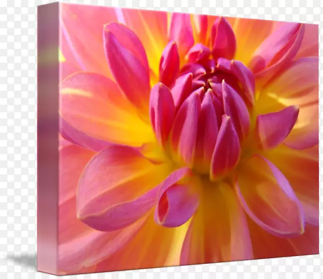 �������������ֲ�ﻨ��ֲ�ﻨ��-������