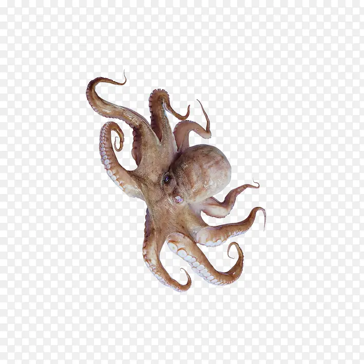 ��Ʒʵ������-������