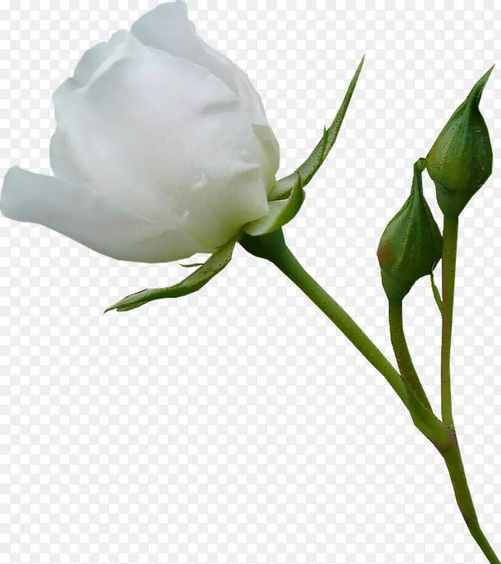 ��ɫõ�廨-������