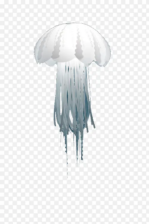 ��ɫ����ˮĸ-������