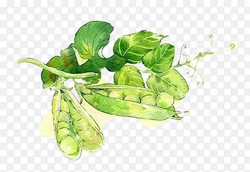 ˮ���㶹-������