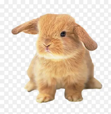 ��ɫ�ɰ�����-������