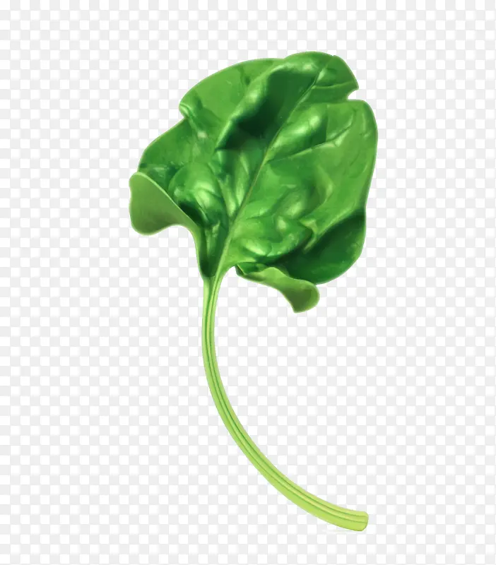 ʸ����ɫ�߲˲���Ҷ-������