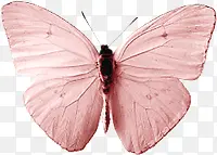 ��ɫ����-������