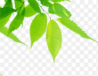 ��ɫ����ʱ����Ӱ-������