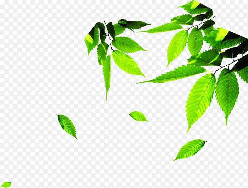 ��ɫʱ�д�����Ҷ��Ӱ-������