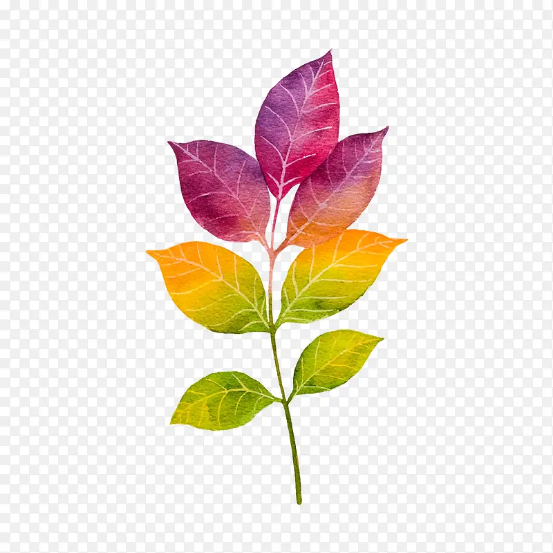 ��ɫҶ��-������