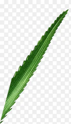 �ֻ洴�����«��-������