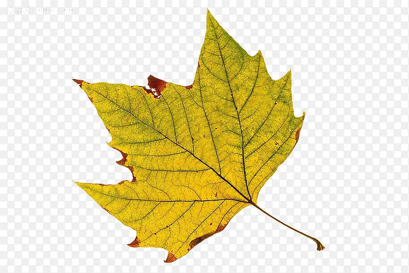 ��ͩҶ�ز�-������