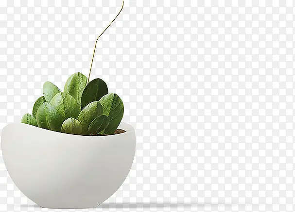 ��ɫ�������ֲ��-������