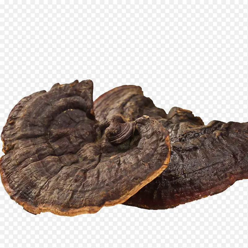 ��֥-������