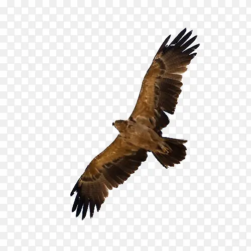 ����ĳ�ӥ-������