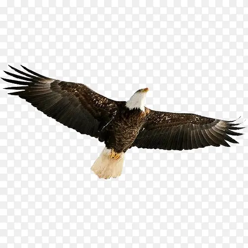 ����ĳ�ӥ-������