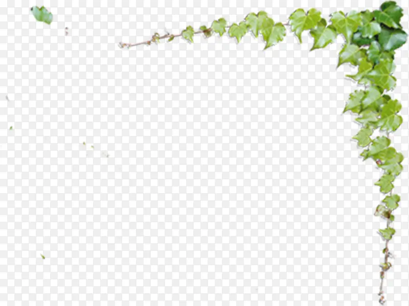 ����ϳ���ɫ����ҶЧ��������֦-������