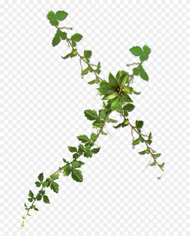 ��Ҷ������-������