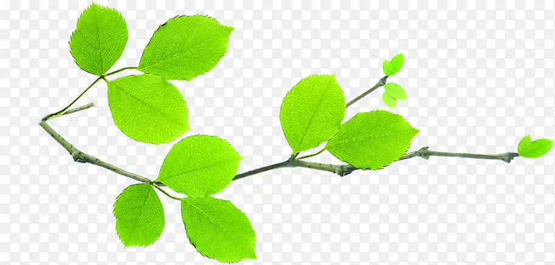 �ֻ�ϳ���ɫ����֦��ҶЧ��-������