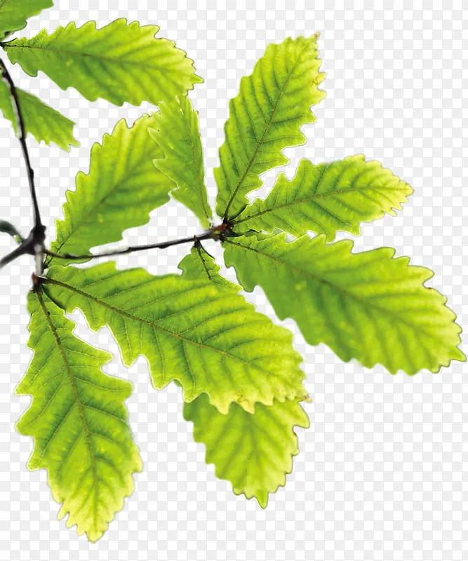 ��ɫ�ɳ�������֦-������