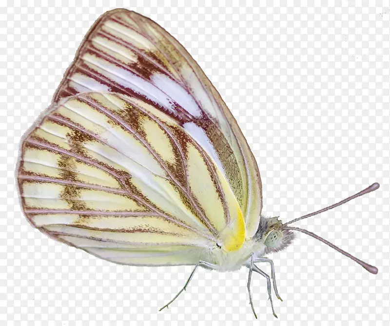 ��ͨͼƬ����ʸ��ͼ ������д-������