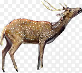 ÷��¹̧ͷ������-������