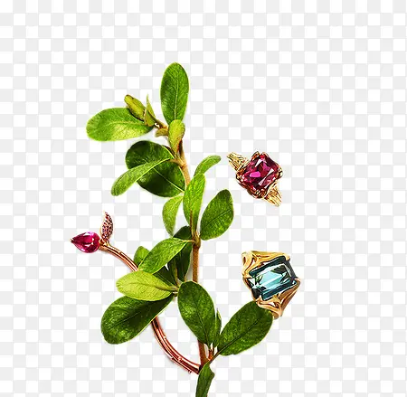 ��֦�ϵı�ʯ-������