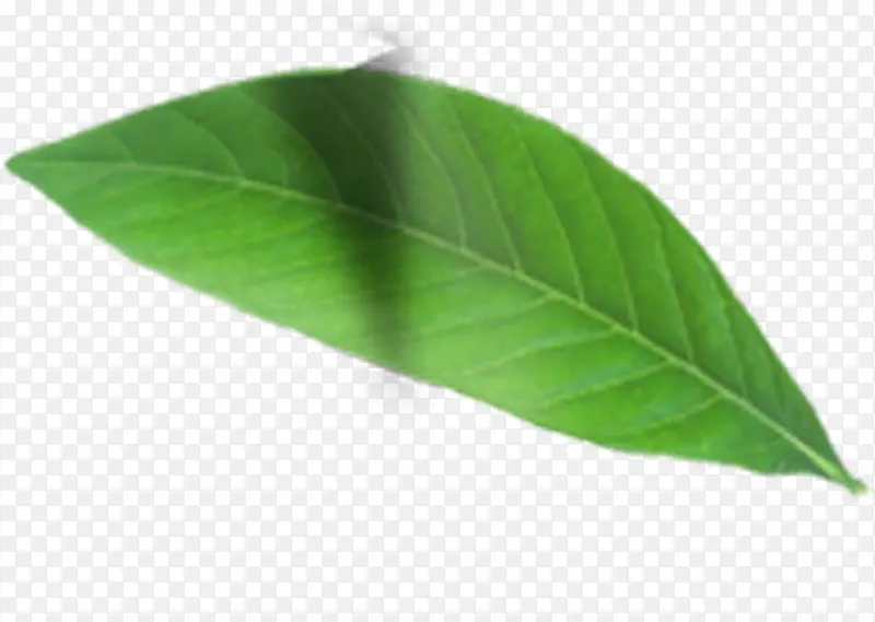 ������Ӱ��ɫ��Ƭ��Ҷ-������