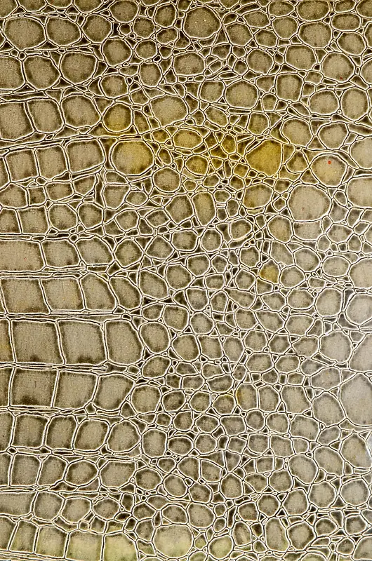 Ƥ����������-������