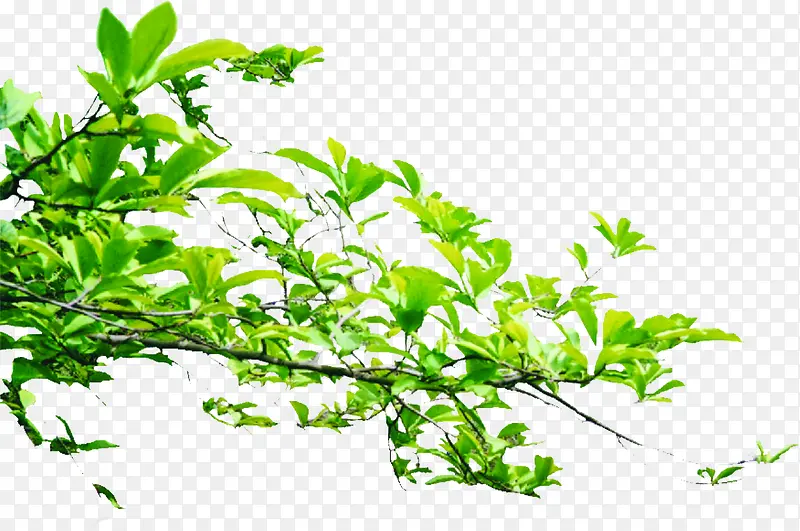 ������֦����-������