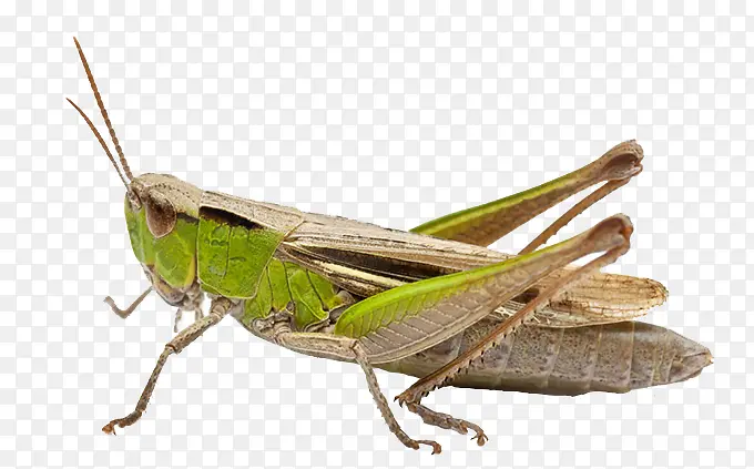 ��ɫ������-������