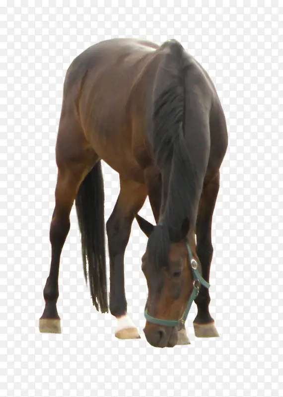 �Բݵ���png�ز�-������