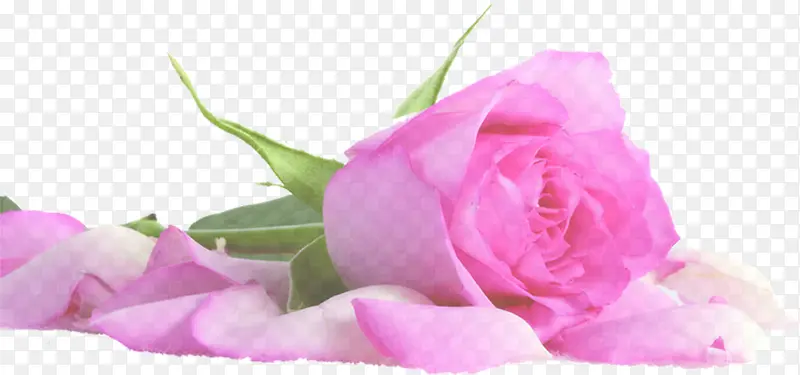 ��Ӱ��ɫ��õ�廨Ч����Ӱ-������